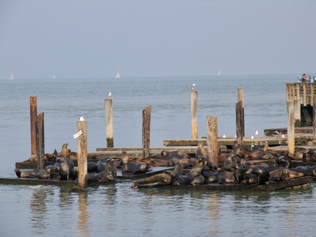 Sea lions at Pier 39