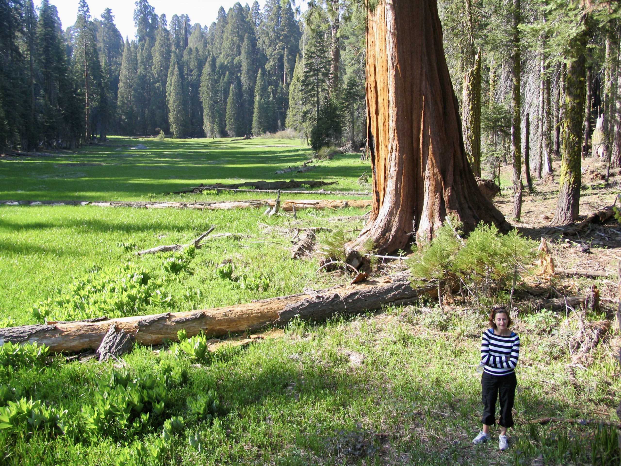 best things to do in California - Sequoia National Park