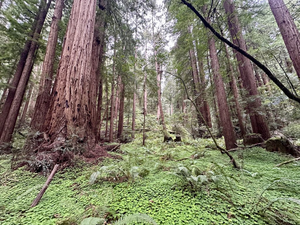 Muir Woods, natural state of Bay Area before colonization